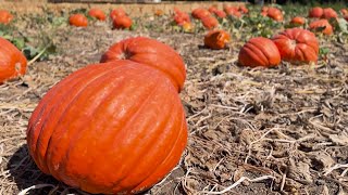 Solvang pumpkin patch taking security measures after recent thefts [upl. by Letnoj]