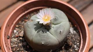 How I take care of cactus Lophophora williamsii [upl. by Fiore]