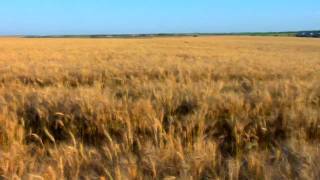 The Great American Wheat Harvest [upl. by Yenffad]