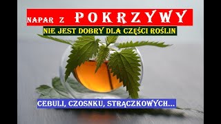 POKRZYWA  NAPAR Z POKRZYWY NIE JEST DOBRY DLA CEBULI I CZOSNKU [upl. by Eirroc]