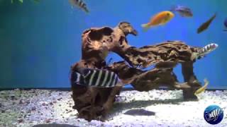 150 Gallon African Cichlid Tank [upl. by Finbar]