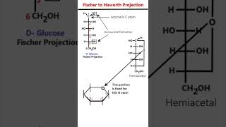 Fischer to Haworth Projection of Glucose animation mnemonic [upl. by Aschim]