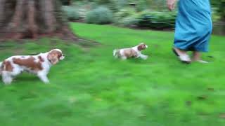 Cavalier King Charles Spaniel Puppies For Sale [upl. by Leay]