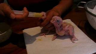 Handfeeding Baby Lesser Sulphurcrested Cockatoo [upl. by Harvey556]