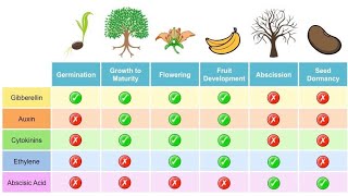 Phytohormone Plant hormones part 1 lecture Forms and function xi biologymdcat [upl. by Nhepets]