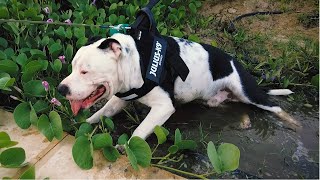 Pitbull Beagle amp King Charles Cavalier Spaniel Walkies [upl. by Barbur70]