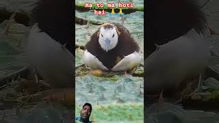 birds cute nature animals ytshorts viralvirdeo [upl. by Amand]