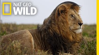 Lions 101  Nat Geo Wild [upl. by Locklin]