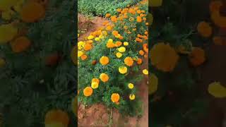 Krishi Mela 💐🌻🌼🌺 flower subscribe [upl. by Haskins]