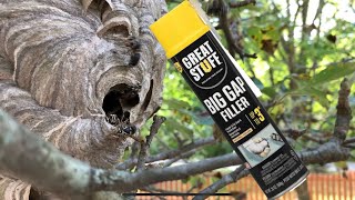 Spray foam vs hornet nest and results [upl. by Liddle]