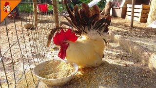 Captain Peppers Eating Breakfast  Cute Small Rooster  Chicken Animal Videos [upl. by Ecirum]