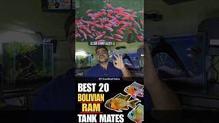 Top 20 Tank Mates For Bolivian Ram Cichlid [upl. by Novaj]