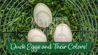 Duck Eggs and Their Colors [upl. by Atiker]