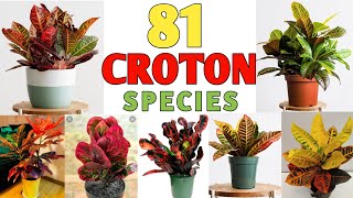 81 Croton Plant Species  Croton Plant Varieties with names  Plant and Planting [upl. by Adniled]