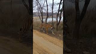 Tiger Tales Exploring Ranthambore’s Wild Beauty shorts ranthambore [upl. by Godber152]