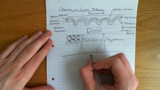 The Leptin Pathway [upl. by Gerick]