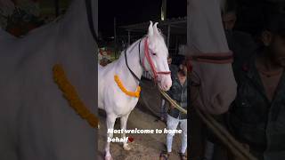 horseshow marwarihorse Nukrai horse [upl. by Manson880]