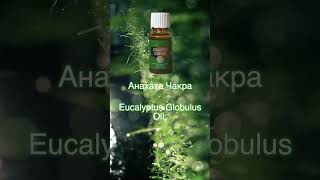 Анахата Чакра Eucalyptus Globulus Oil [upl. by Neeleuqcaj955]