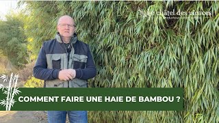 Comment faire une haie de bambou  🎋 [upl. by Cuhp]