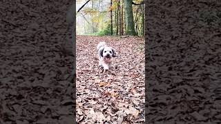 Mogli von die weiße Socke 🐶 🐾 🧦 läuft durch das trockene Laub🍁🍂🐕🏃‍♀️🍁🍃🍂🍁 [upl. by Ninerb623]