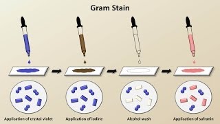 Classification of Bacteria Antibiotics  Lecture 1 [upl. by Harmonie]