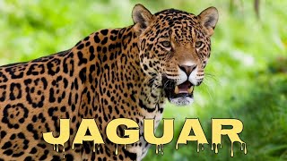 Jaguar sound jaguar roar [upl. by Pengelly]