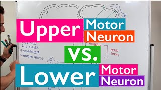 Spinal Cord Injury Motor Neurons and Reflexes [upl. by Otreblif]