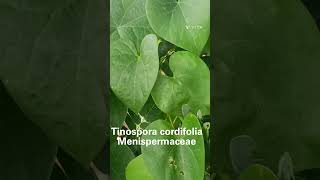 Tinospora cordifolia Family Menispermaceae [upl. by Norud]