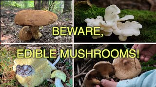 Beware Edible Mushrooms How They Can Unexpectedly Turn Poisonous [upl. by Roanne]