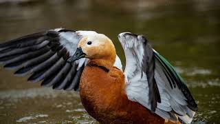 Ruddy shelduck Tadorna ferruginea  Bird Sounds 🎤🦆 [upl. by Binny]