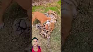 Dog playing with tiger dog bulldog puppy tiger pets shots [upl. by Atires]