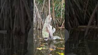 Baby Sloth Drinking Water 🦥❤ [upl. by Stanton]