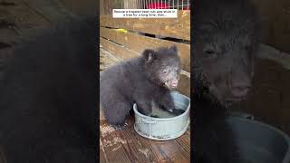 Rescue a trapped bear cub was stuck in a tree for a long time then bear babybear short [upl. by Dnomar]