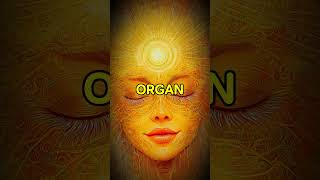 THE PINEAL GLAND  THE MYSTERIOUS LINK BETWEEN RHE PHYSICAL amp SPIRITUAL WORLDS [upl. by Orfield]