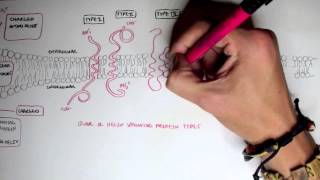 Membrane Proteins I [upl. by Lacie]