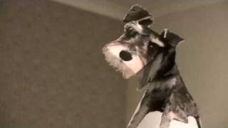 Oola puppy in 3D  based on Jerry Andrus Dragon Illusion [upl. by Copeland]