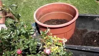 Rejuvenating Potted Roses [upl. by Gordan]