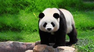 Pandas Gigantes Características e Curiosidades [upl. by Modnar492]