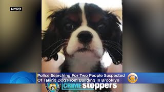 Duo Suspected Of Taking Dog From Building In Brooklyn [upl. by Columbus594]