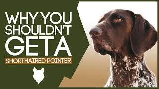 GERMAN SHORTHAIRED POINTER 5 Reasons you SHOULD NOT GET A German Shorthaired Pointer Puppy [upl. by Lowney]