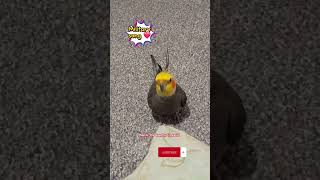 Beautiful Jingle Bells remix by Monty The Naughty Cockatiel ❤️ [upl. by Ffirahs162]