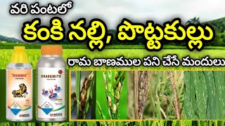 🌾🌾వరిలో కంకి నల్లి  పొట్టకుల్లు నివారణ  Panicle mite management in Paddy 🌾🌾 [upl. by Rafe304]