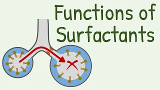 Functions of Surfactants in Alveoli [upl. by Mahsih]