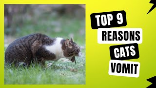 9 Common Reasons Why Cats Vomit  Learn How To Help Them At Home [upl. by Wye]