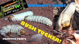 Primitive Technology  PRIMITIVE FOODS  WITCHETTY GRUBS SURVIVOR  Survival skills  bush tucker [upl. by Cliff]