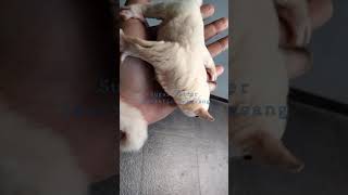 sugar glider leucistic for sale [upl. by Melina238]