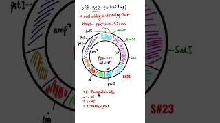 pBR 322pBR 322 Plasmid vector plasmid shorts biotech shorts pbr322 [upl. by Anoit]