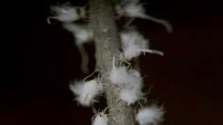 Woolly Aphid Aphididae Eriosomatinae communal threat display [upl. by Sturdivant441]