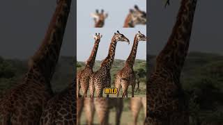 GIRAFFE  Largest Land Animals Revealed  Part 01 [upl. by Bordy415]