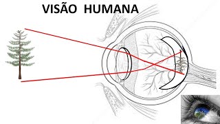 A VISÃO HUMANA UMA EXPLICAÇÃO SIMPLES E DIDÁTICA SOBRE O FUNCIONAMENTO DA NOSSA VISÃO [upl. by Farrar330]